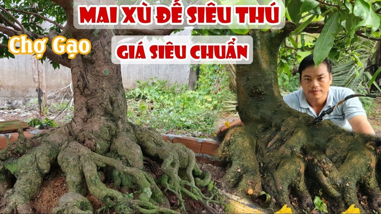 Mai XÙ ĐẾ THÚ tàng thông một cốt ở Chợ Gạo 0367067384