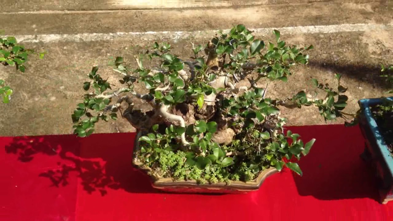 Những cây mini đẹp  |Bonsai Binh Dinh
