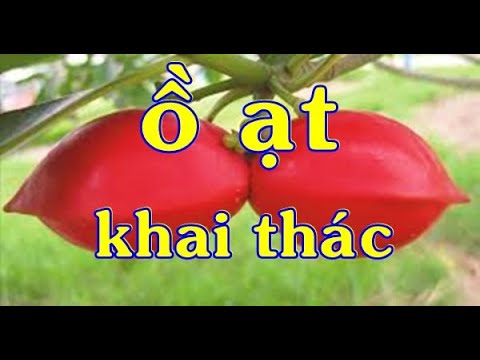 Ồ ạt khai thác một loài hoa đẹp và lành tính, nhã nhặn. ĐT: 0337496058