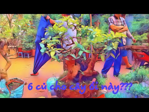 ỔI KHỦNG 6 TRIỆU BÁO GIÁ RIÊNG - TO MÊ QUÁ KHÔNG THÌ CŨNG QUẤT RỒI - GUAVA TREE BONSAI