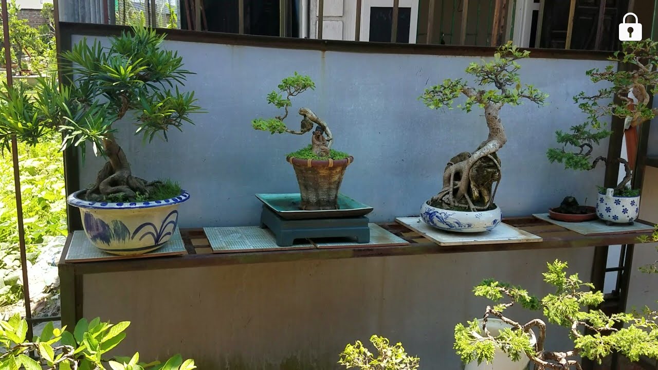 SH.1317.Anh ấy báo giá Bonsai tại vườn thật hợp lý. Lê văn Sĩ.Kiến an.Hải Phòng.