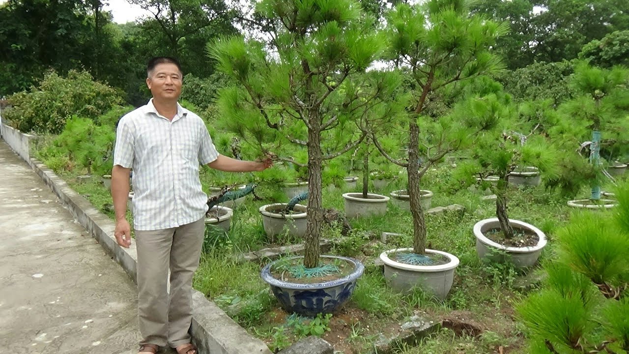 SH.1460.Cách bổ vặn và chăm sóc cây Thông của nghệ nhân Ngân tại núi Côn Sơn.Chí Linh.Hải Dương.