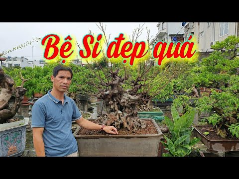 SH.4263. Bệ Si và nhiều bonsai đẹp của anh Hà văn Cường tại Ngọc cảnh viên, Long Biên Hà Nội.