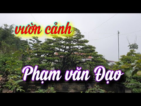 SH.5021. Thăm vườn cảnh ông Phạm văn Đạo xóm 34 xã Hải Minh Hải Hậu Nam Định.