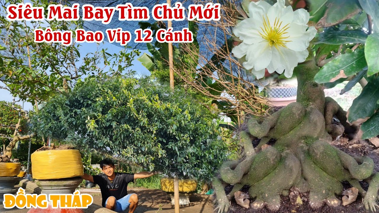 SIÊU MAI BAY giá mini bông 12 cánh VIP ở Lai Vung 0939208178