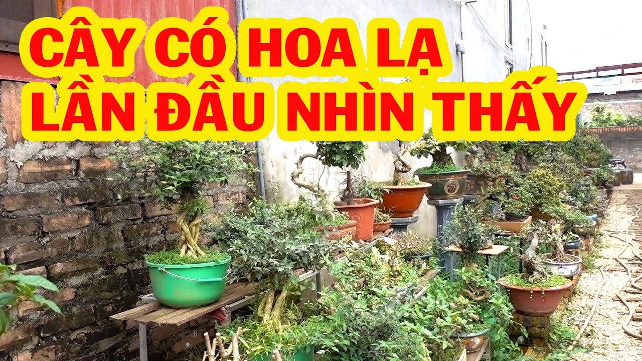 Sanh Nam Điền giảm giá tới đáy, báo giá nhiều cây đep, tùng la hán, mai chiếu thủy, bông trang, ổi