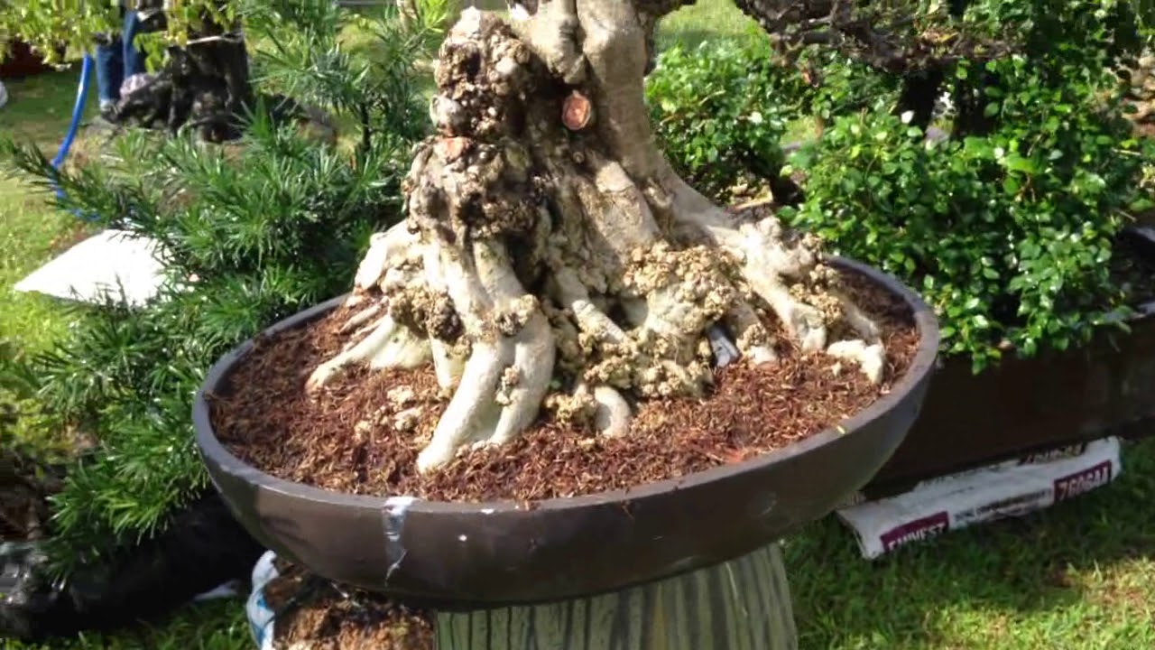 Some beautiful bonsai  | Cây cảnh Bonsai Bình Định 7