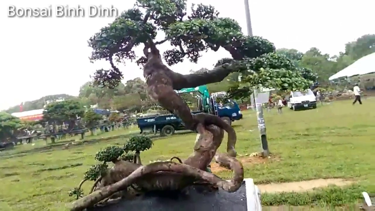 Super beautiful plants, there are two  - Bonsai Binh Dinh