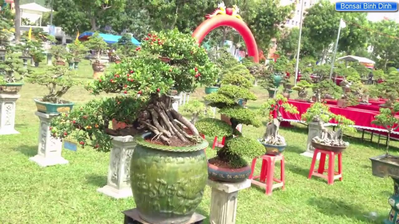 Tập trung nhiều cây đẹp ở đây - Bonsai Binh Dinh