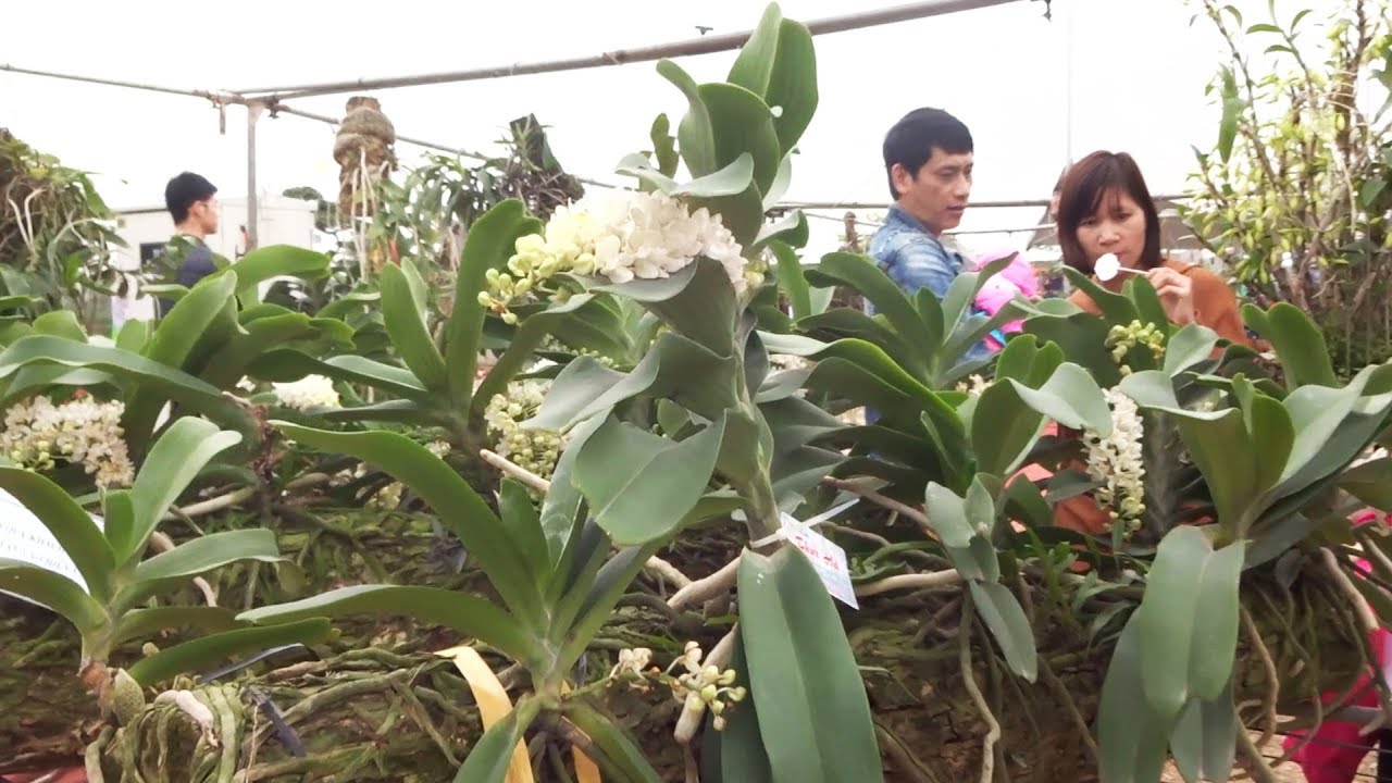 Tham khảo giá lan Đai Châu, ngắm lan đẹp - see beautiful orchids at the exhibition