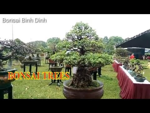 The beautiful bonsai class  - Bonsai Binh Dinh