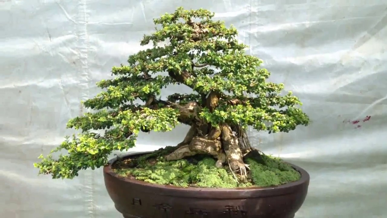 The best plants in bonsai  | Bonsai Bình Định 2