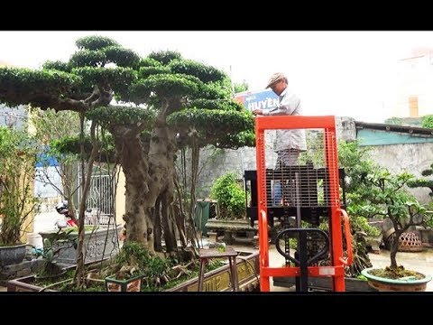Tôi bán cây 250 triệu, giờ về Văn Giang 6 tỷ. Bác Trình kinh doanh cây lâu năm đất Vũ Thư .