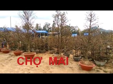 Vào xem một chợ Mai tết - Bonsai Binh Dinh