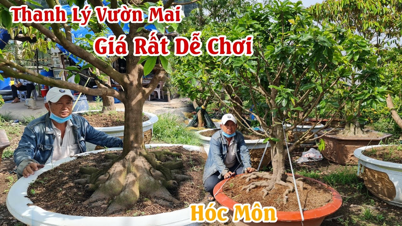 Vườn mai 32 gốc hoành 50 giá chưa tới 10 triệu ở Hóc Môn 0903724790