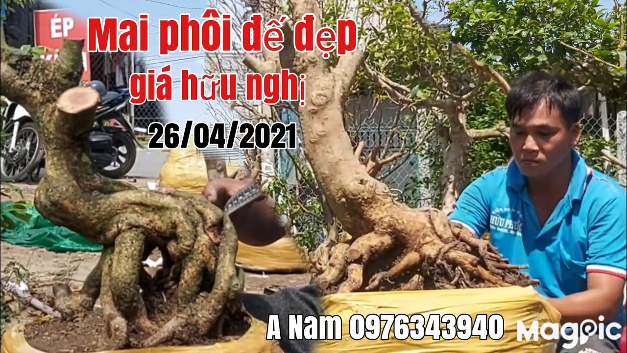 Lô phôi Mai đế đẹp quái 13 cây giá hữu nghị gặp A Nam 0976343940 Phú Tân AG