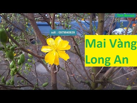 Mai Vàng Thuần Chậu Bông Đẹp Ở Chợ Hoa Long An | Tính Bonsai