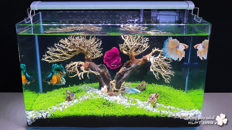 sh-aquarium-klpt-1