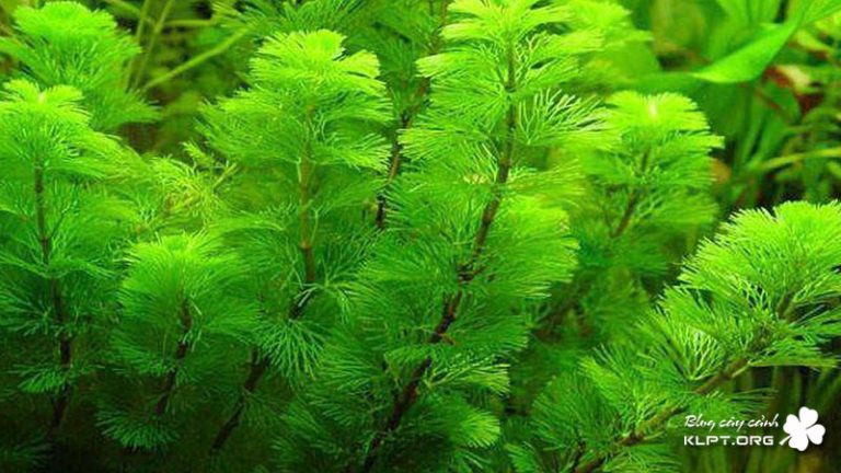 Cách trồng và nuôi rong đuôi chồn trong bể cá | Blog cây cảnh klpt