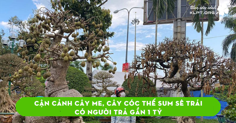 can-canh-cay-me-cay-coc-the-sum-se-trai-co-nguoi-tra-gan-1-ty-ma-chua-ban-klpt
