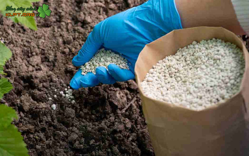 thoi-diem-bon-phan-dap-cho-mai-vang-klpt