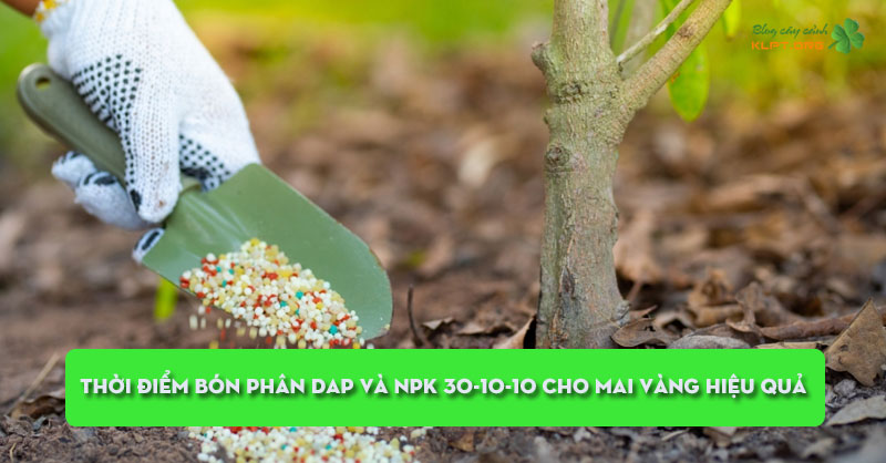 thoi-diem-bon-phan-dap-va-npk-30-10-10-cho-mai-vang-hieu-qua-klpt