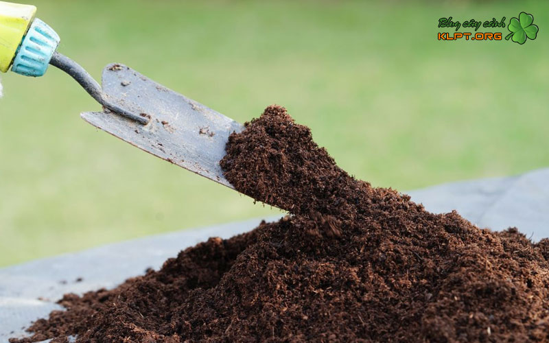 thoi-diem-bon-phan-npk-30-10-10-cho-mai-vang-1-klpt