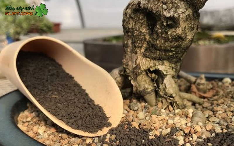 thoi-diem-bon-phan-npk-30-10-10-cho-mai-vang-klpt