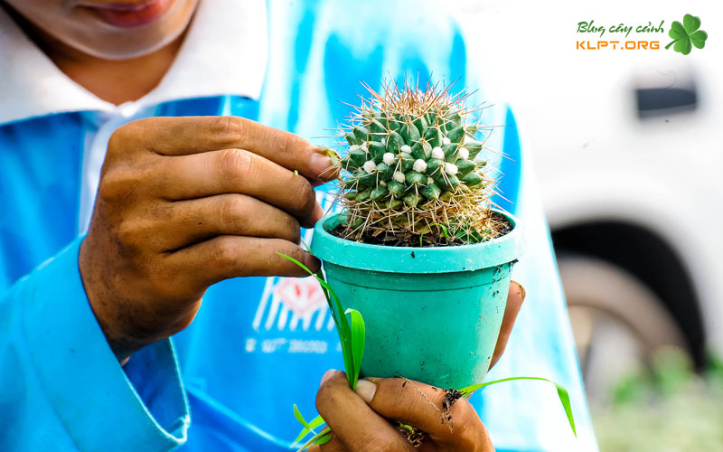 cac-buoc-thu-phan-hoa-xuong-rong-chuan-ky-thuat-klpt