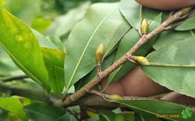 bien-phap-phong-ngua-ben-vung-giup-mai-vang-luon-xanh-tot-klpt