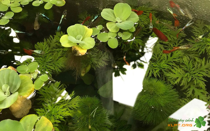 cac-buoc-chi-tiet-lam-be-thuy-sinh-trong-thung-xop-1-klpt