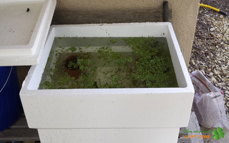 cac-buoc-chi-tiet-lam-be-thuy-sinh-trong-thung-xop-klpt