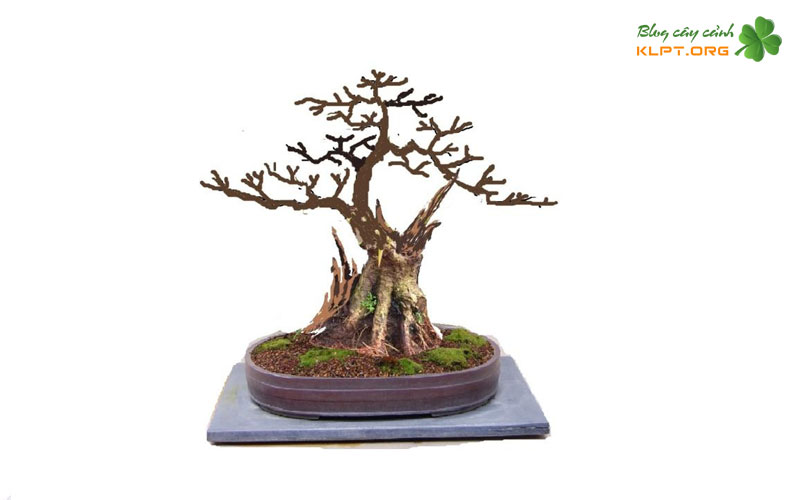 cac-buoc-demo-cay-canh-chi-tiet-tren-ung-dung-klpt