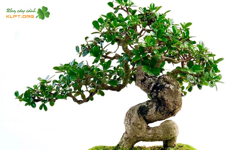 cac-buoc-ghep-cay-hai-chau-co-ban-klpt