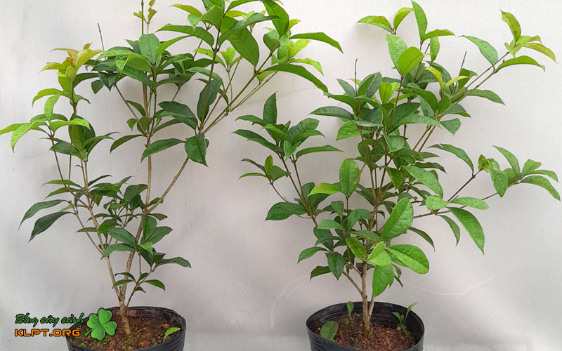 cac-buoc-giam-canh-moc-huong-tai-nha-1-klpt