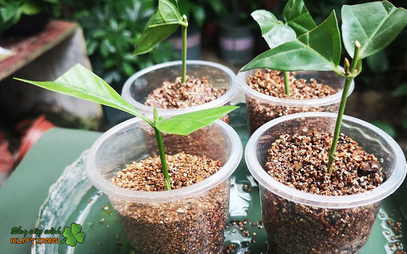 cac-buoc-giam-canh-moc-huong-tai-nha-klpt