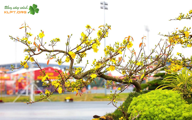 cac-buoc-tao-lua-tren-than-cay-mai-vang-1-quangnamtoplist