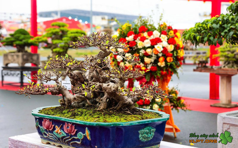 cac-buoc-tao-lua-tren-than-cay-mai-vang-quangnamtoplist