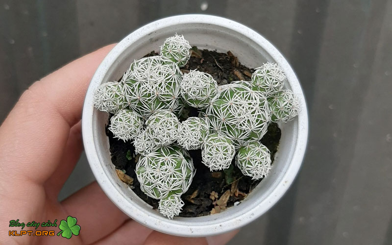 cac-buoc-thuc-hien-nhan-giong-bang-cach-tach-nhanh-1-klpt