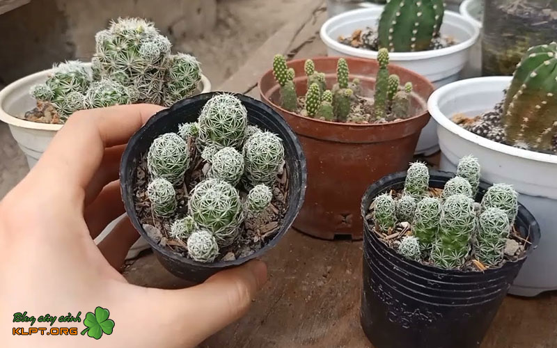 cac-buoc-thuc-hien-nhan-giong-bang-cach-tach-nhanh-klpt