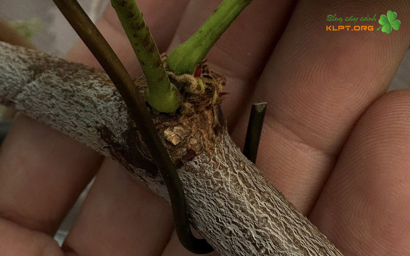 cac-ky-thuat-ghep-hai-chau-pho-bien-1-klpt