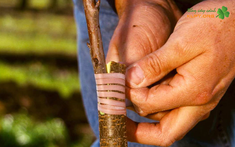 cac-ky-thuat-ghep-hai-chau-pho-bien-klpt