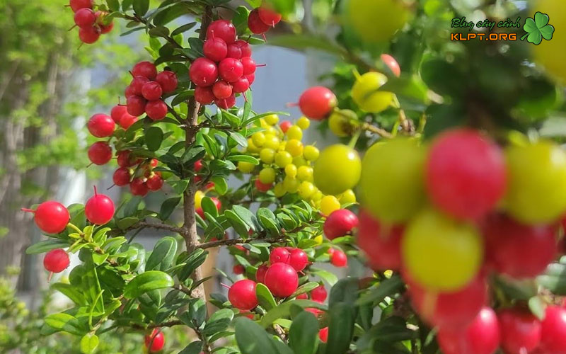 cac-loai-hai-chau-pho-bien-tren-thi-truong-1-klpt