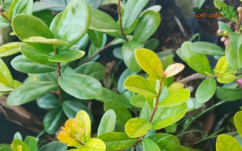 cac-loai-hai-chau-pho-bien-tren-thi-truong-klpt