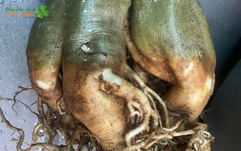 cac-nguyen-nhan-khien-cu-su-bi-mem-1-klpt