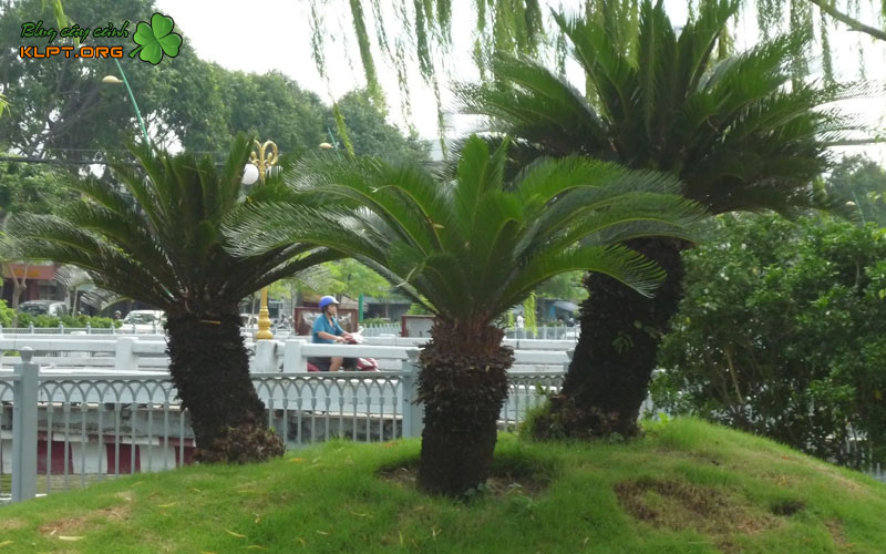 cac-phuong-phap-nhan-giong-cay-thien-tue-pho-bien-klpt