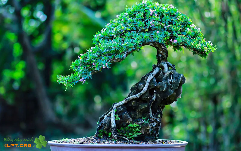 cac-sai-lam-thuong-gap-khien-linh-sam-khong-ra-hoa-1-klpt