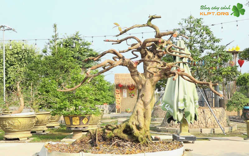 cac-yeu-to-anh-huong-den-qua-trinh-bung-mam-cua-mai-klpt