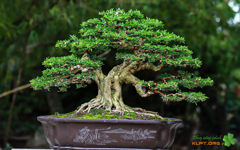 cac-yeu-to-tien-quyet-de-linh-sam-ra-hoa-klpt