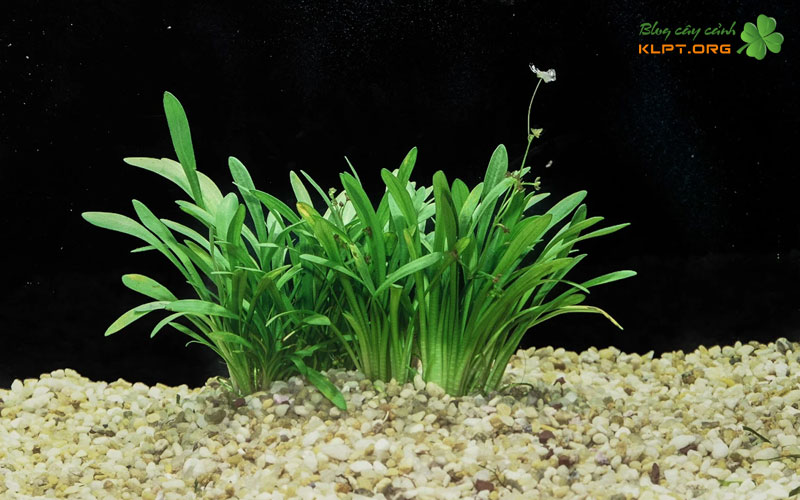 cach-bo-tri-cay-than-go-trong-ho-ca-7-mau-klpt